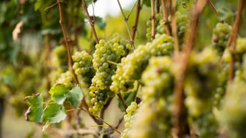 white wine grapes growing in a vineyard